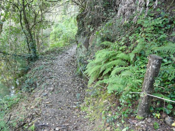 La ruta dels arbres – PN Montseny.