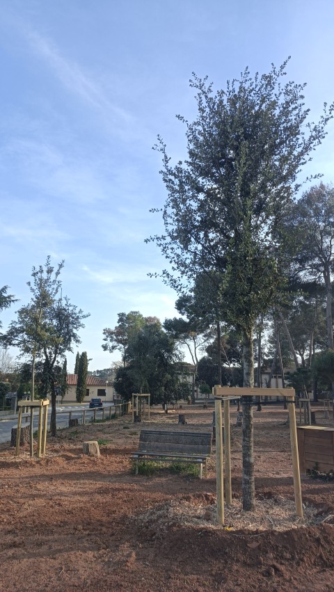 Assessorament tècnic, disseny i plantació d’arbrat urbà