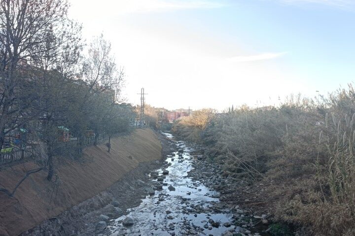 Actuació d’extracció de canyes en la llera (riba esquerra) amb posterior restauració