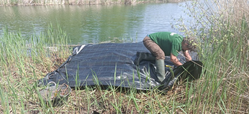Instal·lació de lones d’ofegament en superfícies amb rizomes actius de canya
