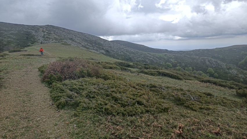 Desbrossades de ginebró per a la recuperació de zones de pastura al Parc Natural del Montseny