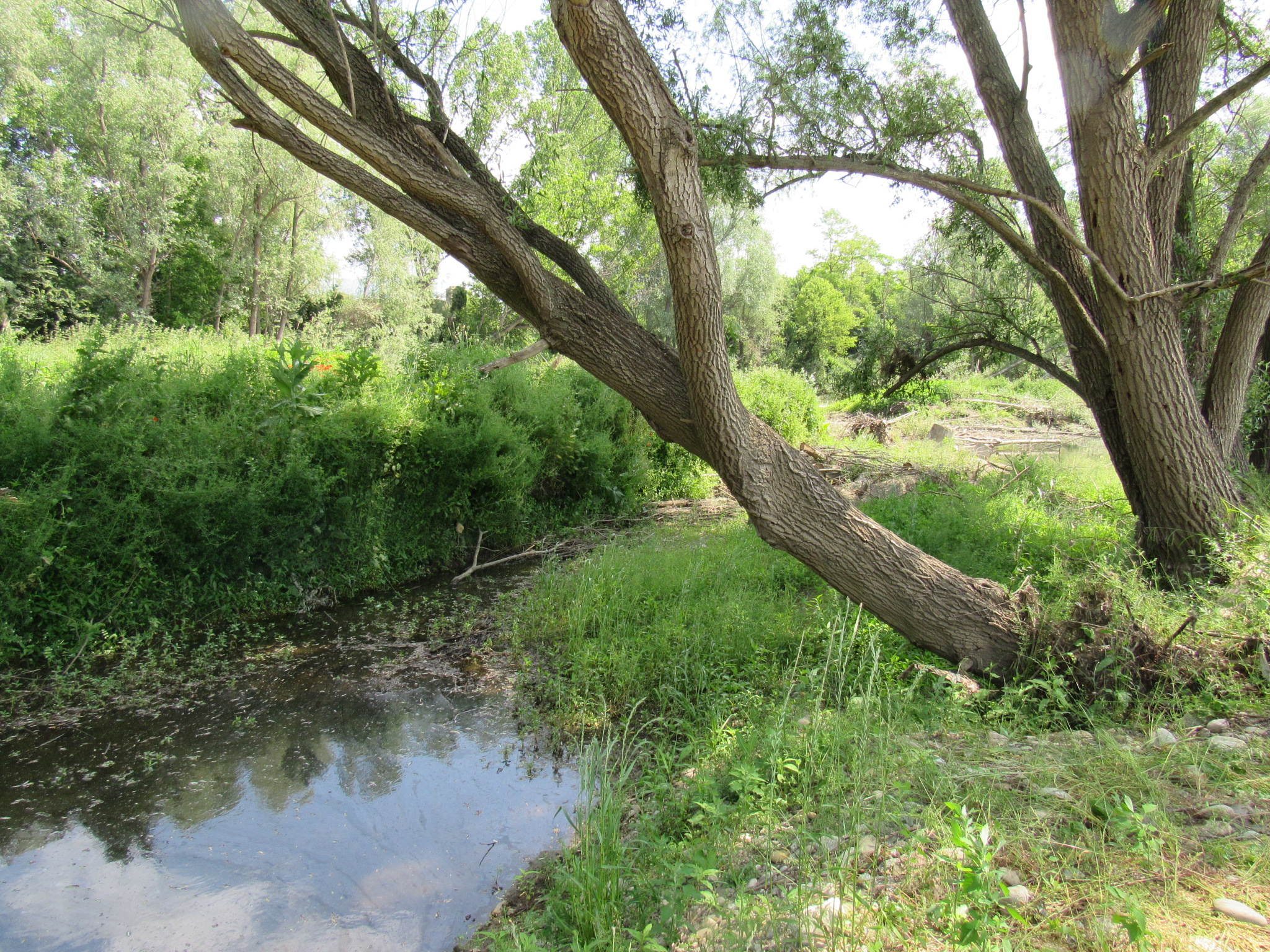 Consultoria ambiental