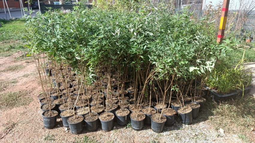 Restauració amb plantació d’estaca viva i plantació múltiple amb clots (la Garriga, el Vallès Oriental).