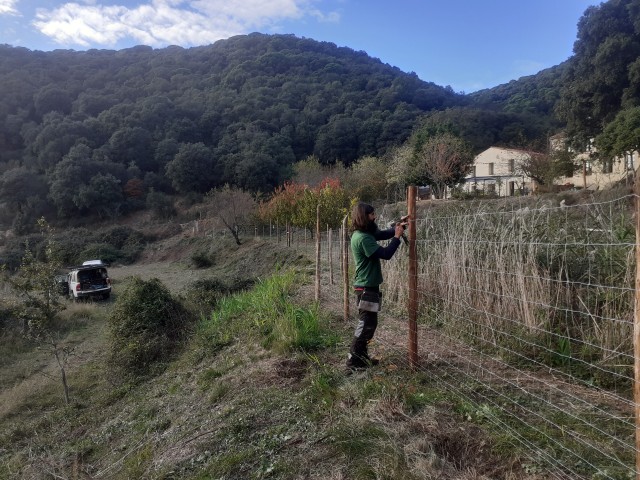 Instal·lació de tanques cinegètiques per evitar el pas de senglars (Parc del Montnegre i el Corredor).