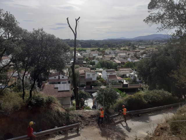 Tales d’arbres de grans dimensions en talús d’inclinació elevada i capçada sobre edificis