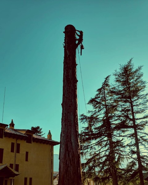 Tales d’arbres morts de grans dimensions a jardins privats