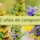 Biobserva