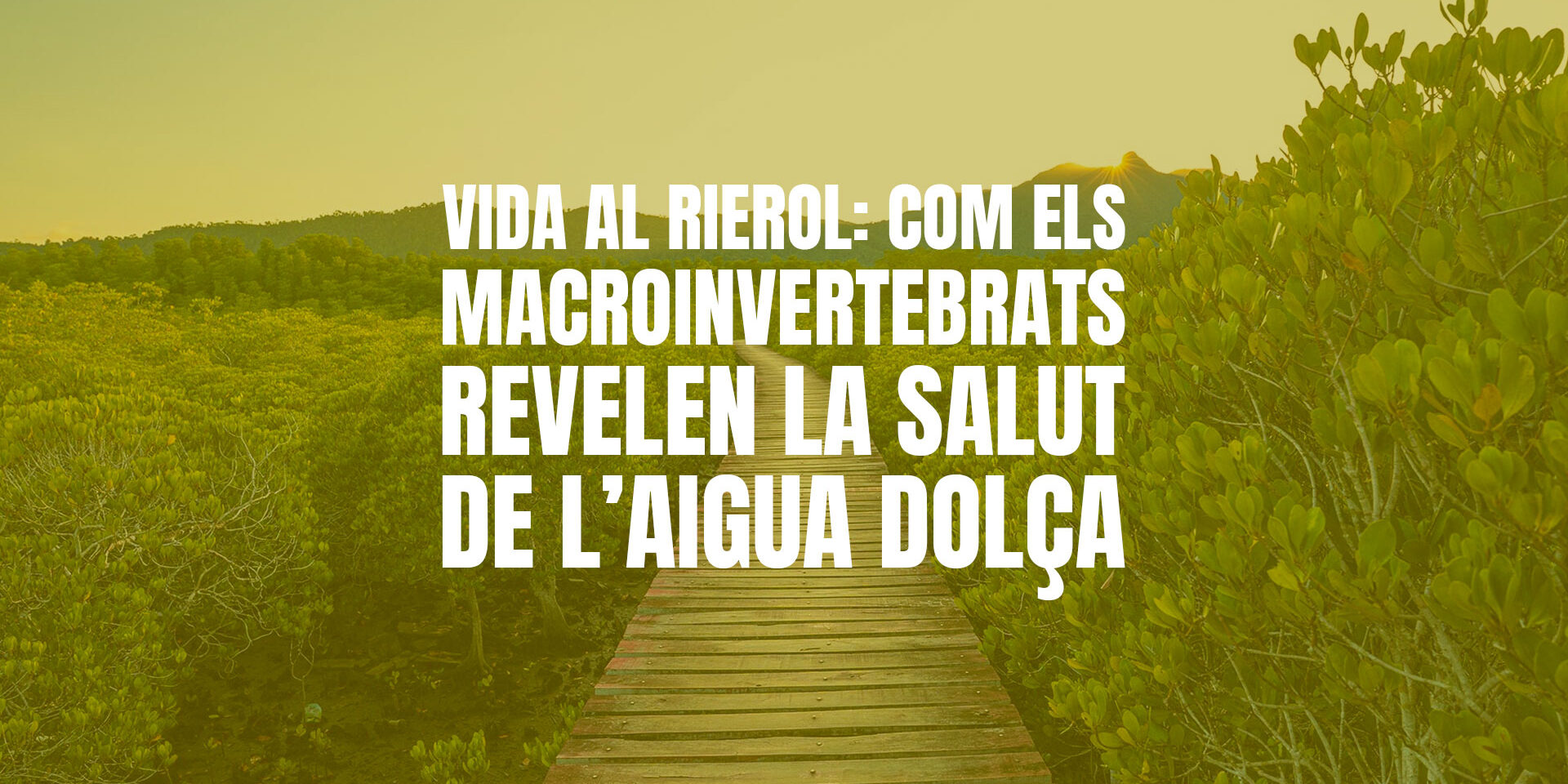 Vida al rierol: com els macroinvertebrats revelen la salut de l’aigua dolça