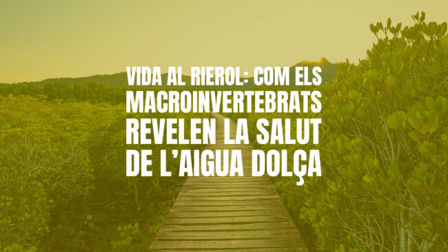 Vida al rierol: com els macroinvertebrats revelen la salut de l’aigua dolça