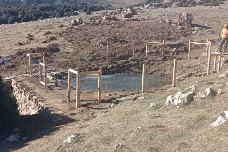 Protecció i restauració basses ambfibis