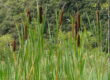Estudis de biodiversitat