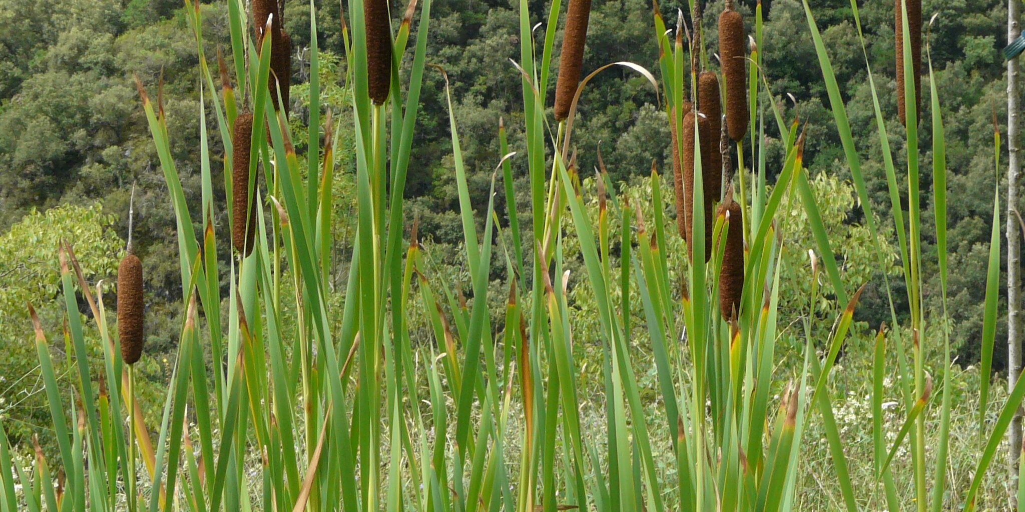 Estudis de biodiversitat Estudis de biodiversitat