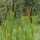 Estudis de biodiversitat