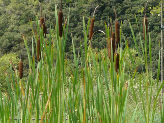 Estudis de biodiversitat