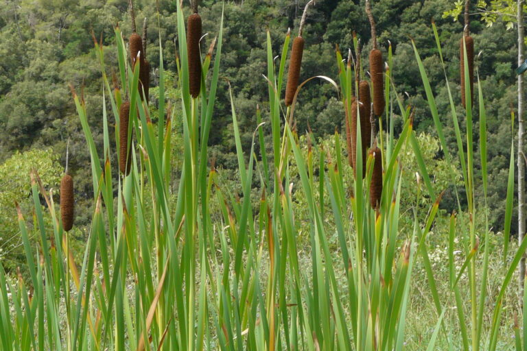 Estudis de biodiversitat